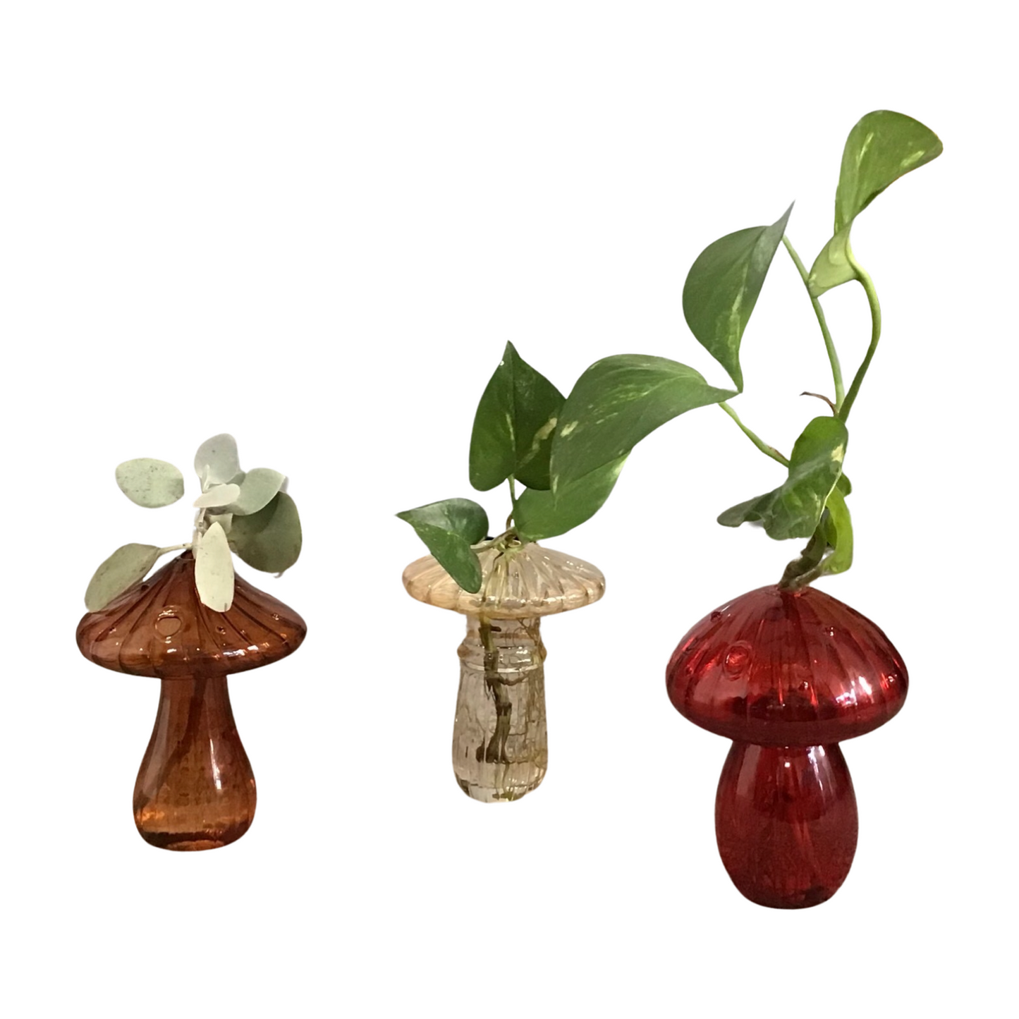Glass Mushroom Plant