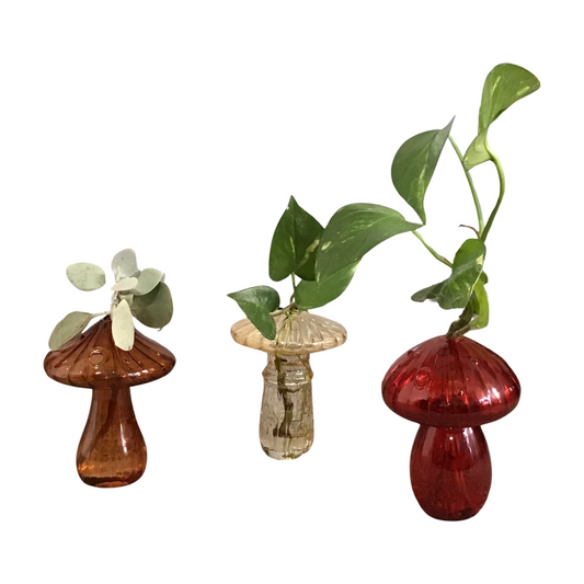 Glass Mushroom Plant